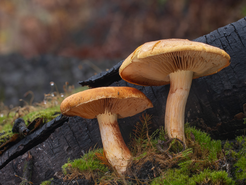 Gymnopilus stabilis